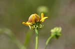 Shortleaf sneezeweed